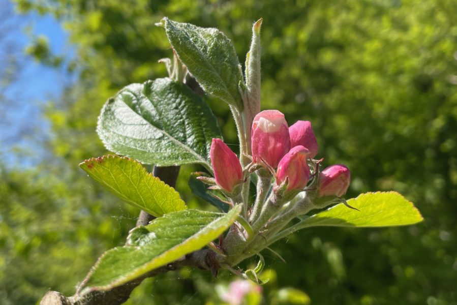 Apple blossom in the Holt garden in late spring